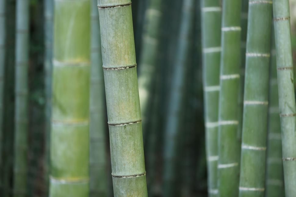 Free Image of Group of Tall Bamboo Trees in Forest 