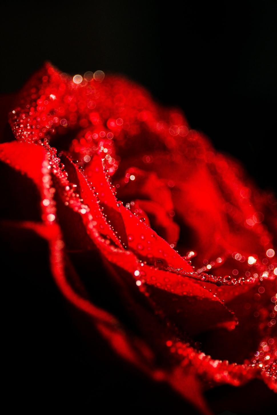 Free Image of Red Rose With Water Droplets 