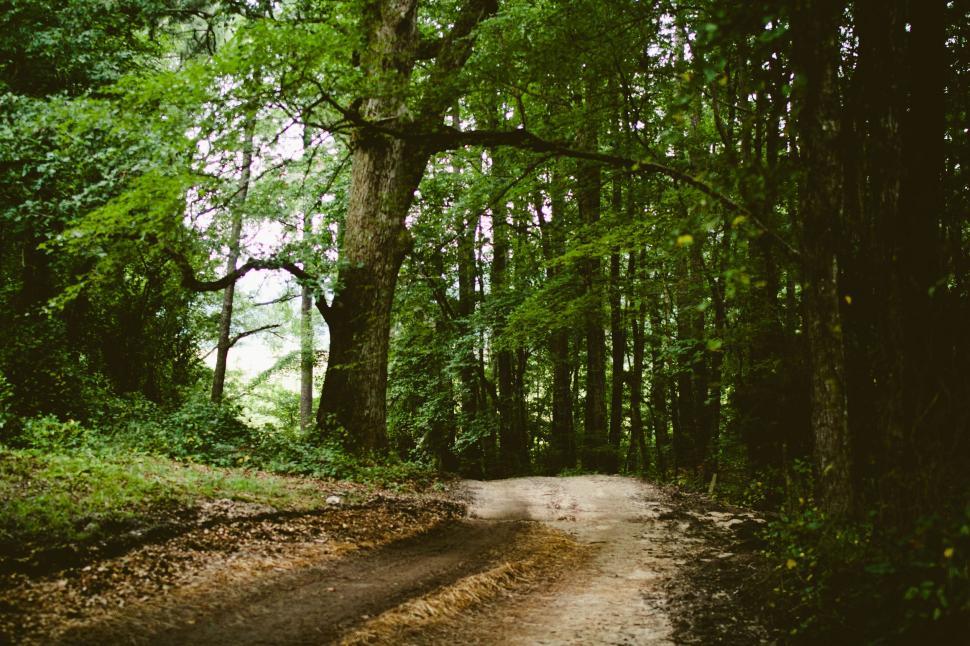 Free Image of Dirt Road Cutting Through Forest 