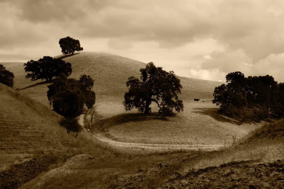 Free Image of Trees on a Hill in Black and White 