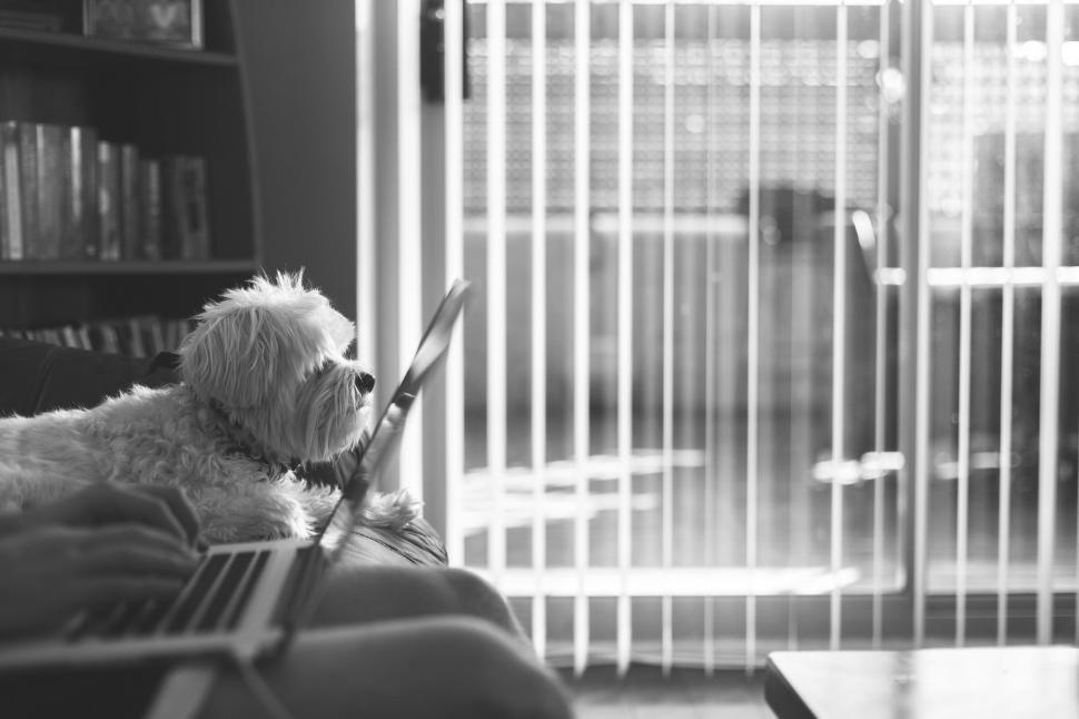 Free Image of Dog Sitting on Couch With Laptop 