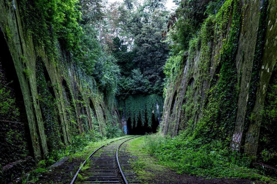 Free Image of Train Track Running Through Forest 