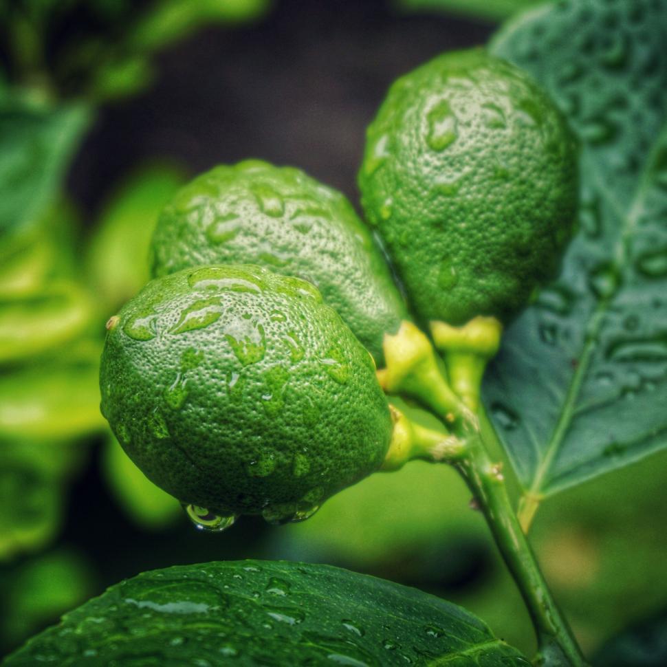 Free Image of Close Up of a Green Plant With Leaves 