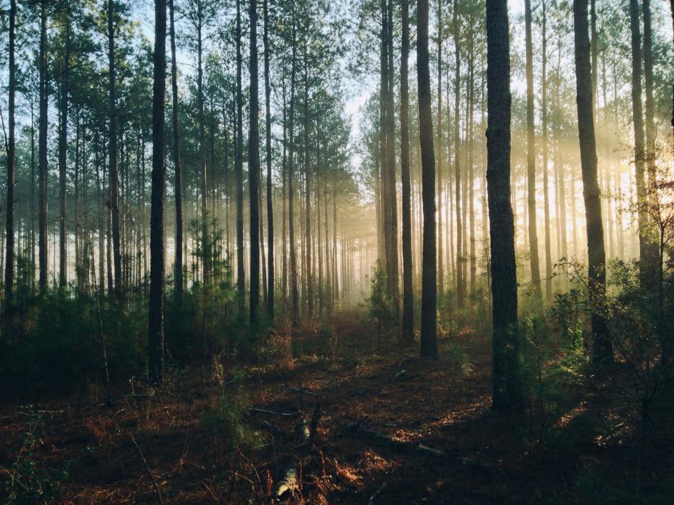 Free Image of Dense Forest of Tall Trees 