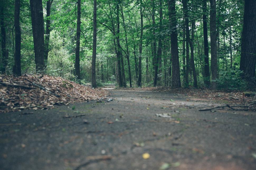 Free Image of Dirt Road Cutting Through Forest 