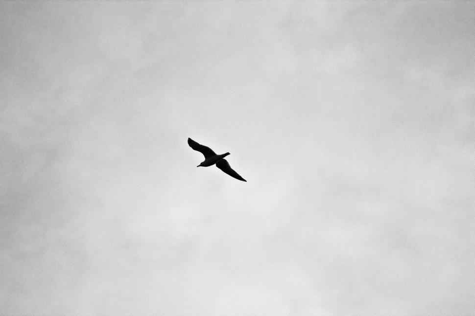 Free Image of Majestic Bird Soaring Through the Sky 
