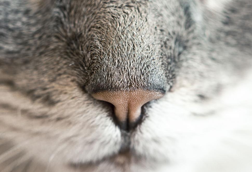 Free Image of Close Up of a Cats Face With Blurry Background 