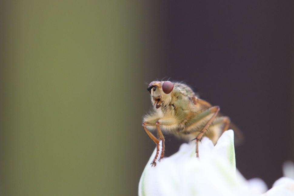 Free Image of Bug Perched on Top of White Flower 