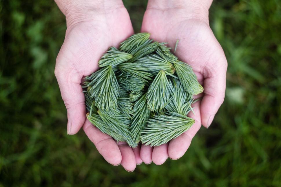 Free Image of Person Holding A Bunch Of Green Plants 