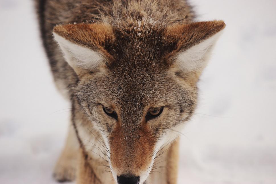 Free Image of Wolf Walking in the Snow 