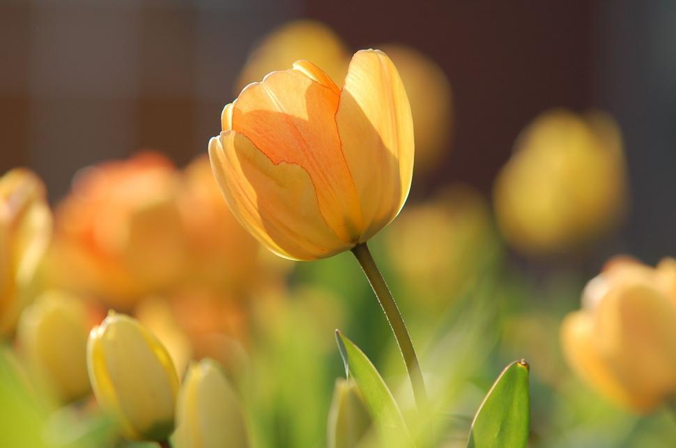 Free Image of Yellow Flowers Sprinkled Across Grass 