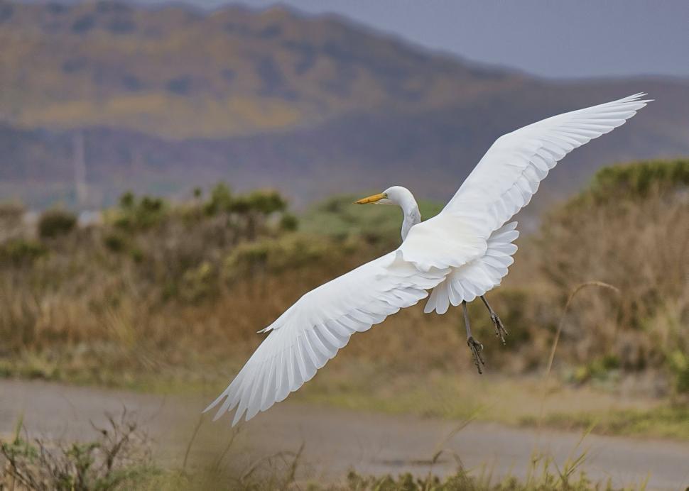 Free Image of Large White Bird Flying Over Lush Green Field 