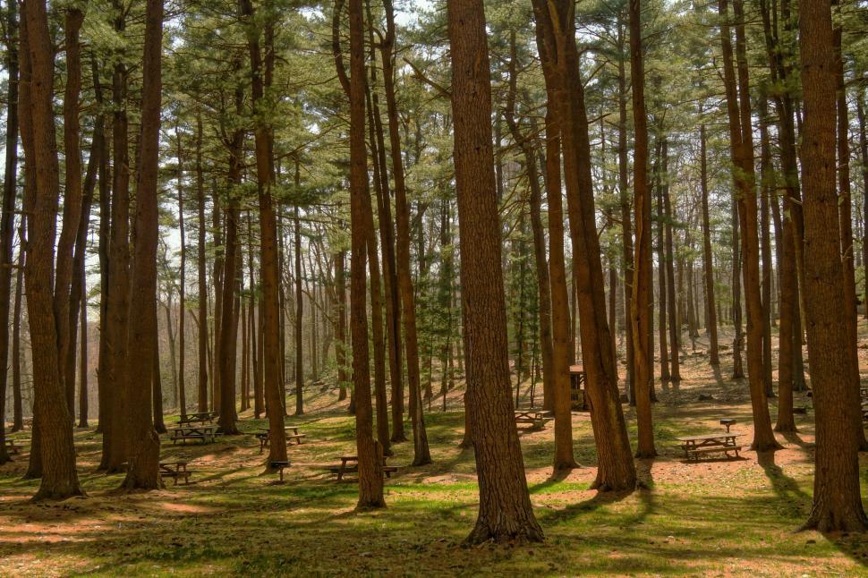 Free Image of Cluster of Trees Amidst Forest 