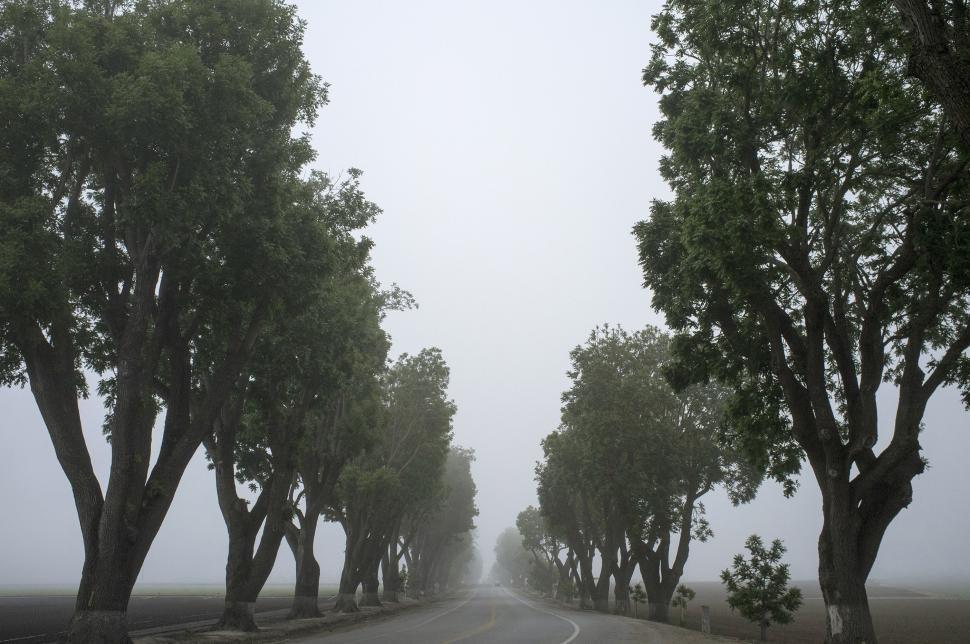 Free Image of Tree-Lined Road in Black and White 