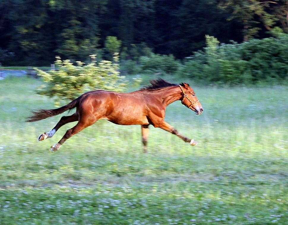 Free Image of The horse 