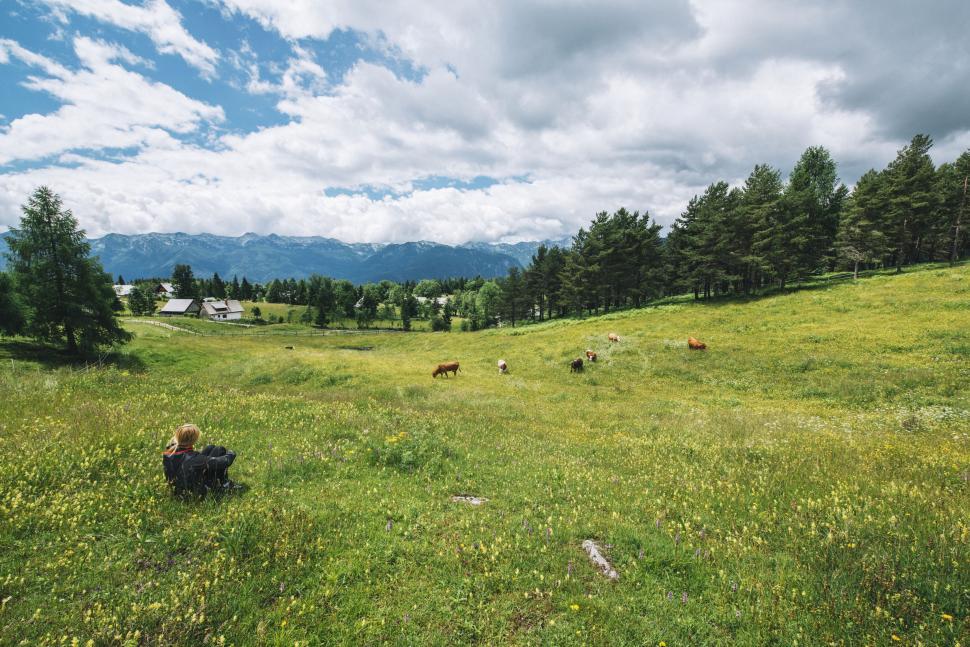 Free Image of Grazing Animals in Grassy Field 