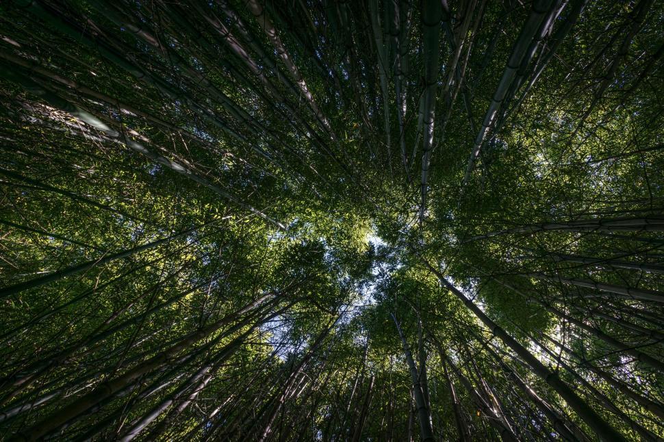 Free Image of Looking Up Into a Dense Forest Canopy 