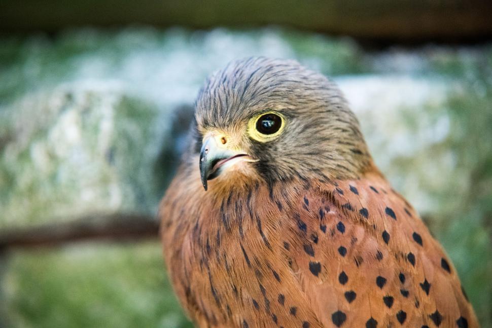 Free Image of Bird of Prey Perched on Branch 