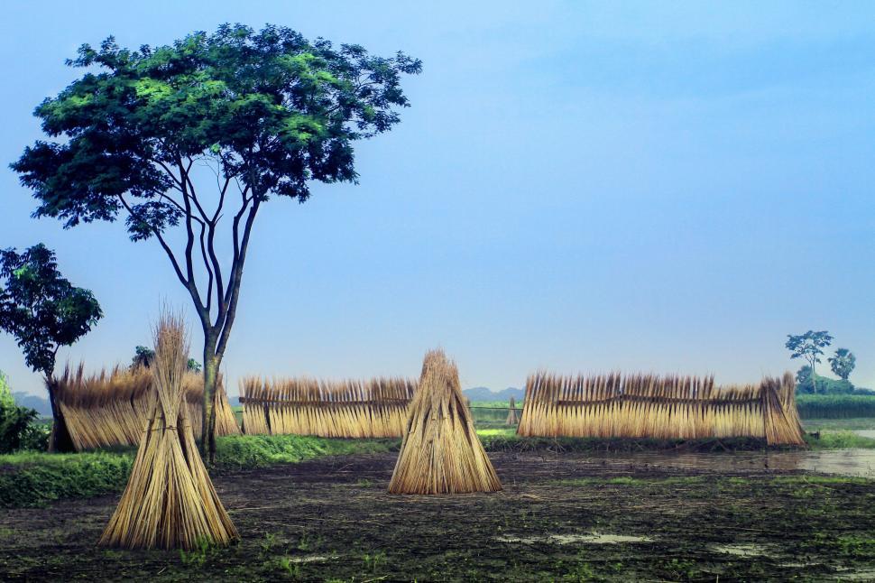 Free Image of Field Covered in Hay 