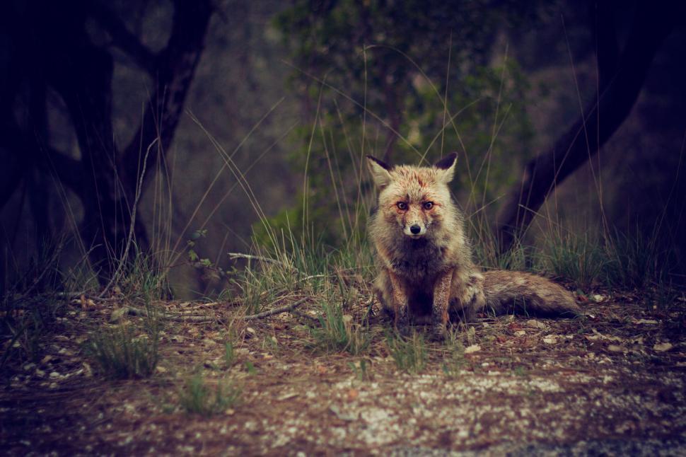 Free Image of Wolf Sitting in Forest 