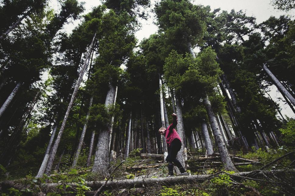 Free Image of Person Standing on Fallen Tree in Forest 