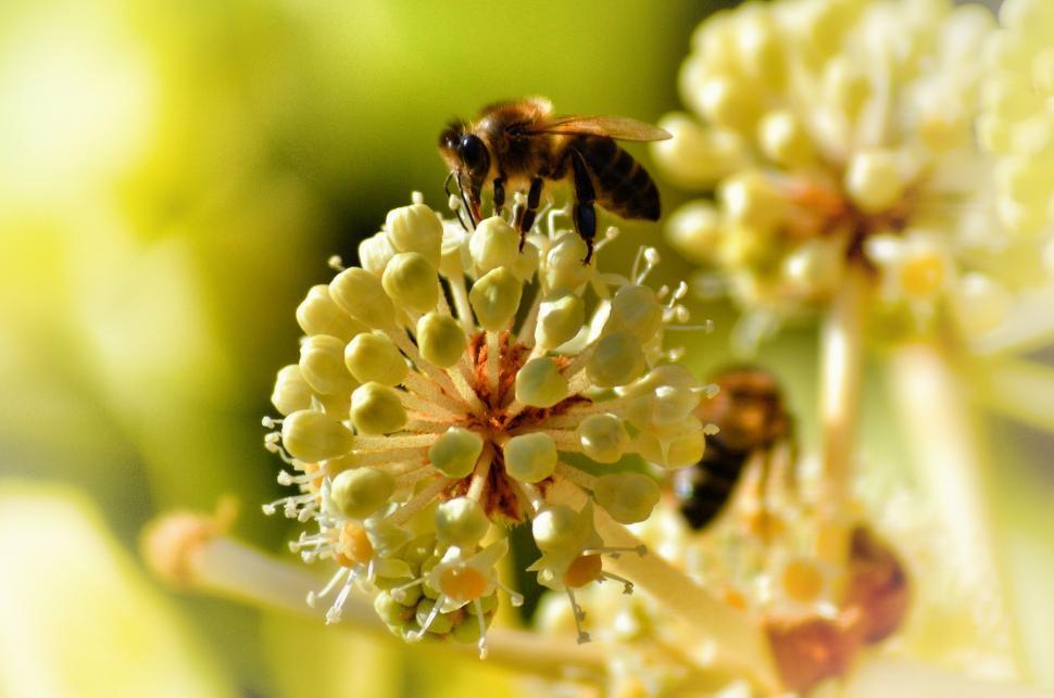 Free Image of Bee Pollinating Flower Close Up 