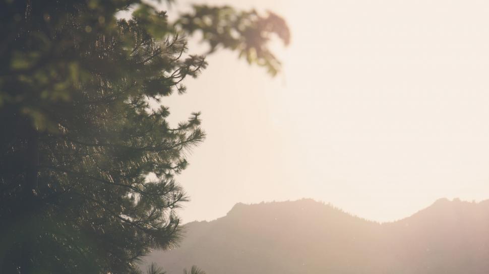 Free Image of Trees and Mountains in Black and White 