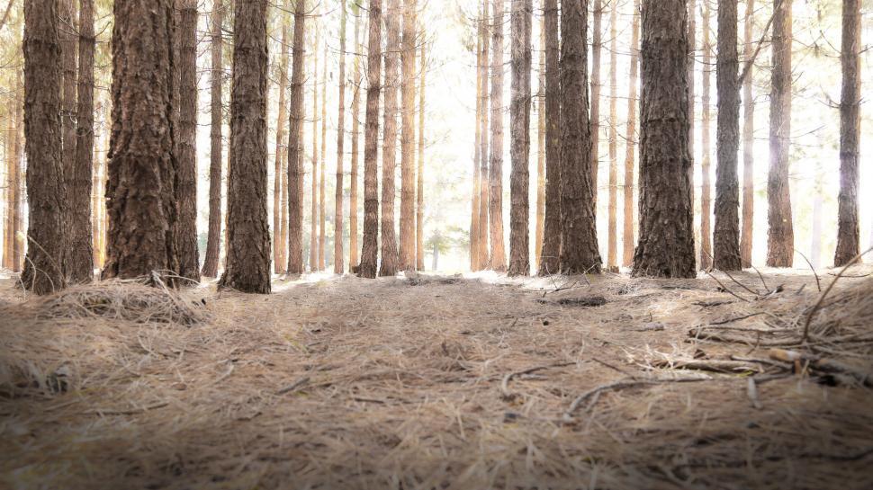Free Image of Dense Forest With Tall Trees 