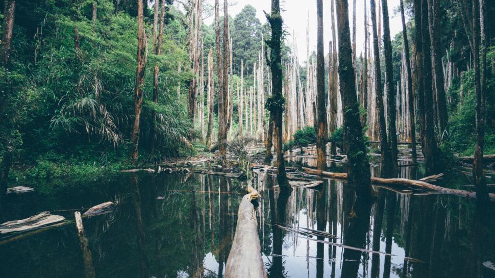 Free Image of Fallen Tree in Swampy Area 