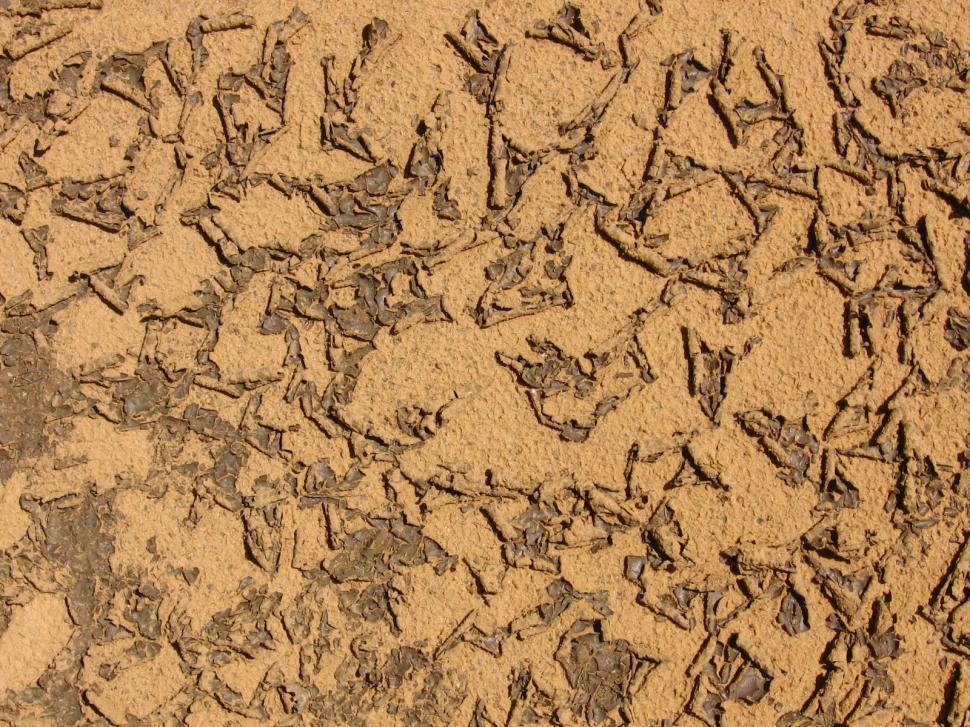 Free Image of Cracked mud 