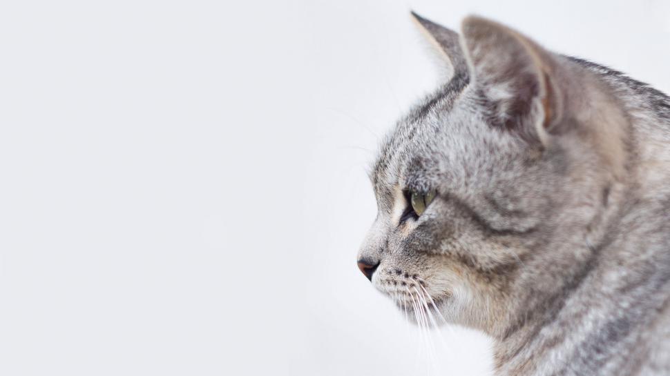 Free Image of Gray Cat Staring Into Distance 