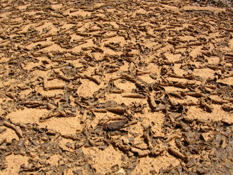 Free Image of Cracked mud 