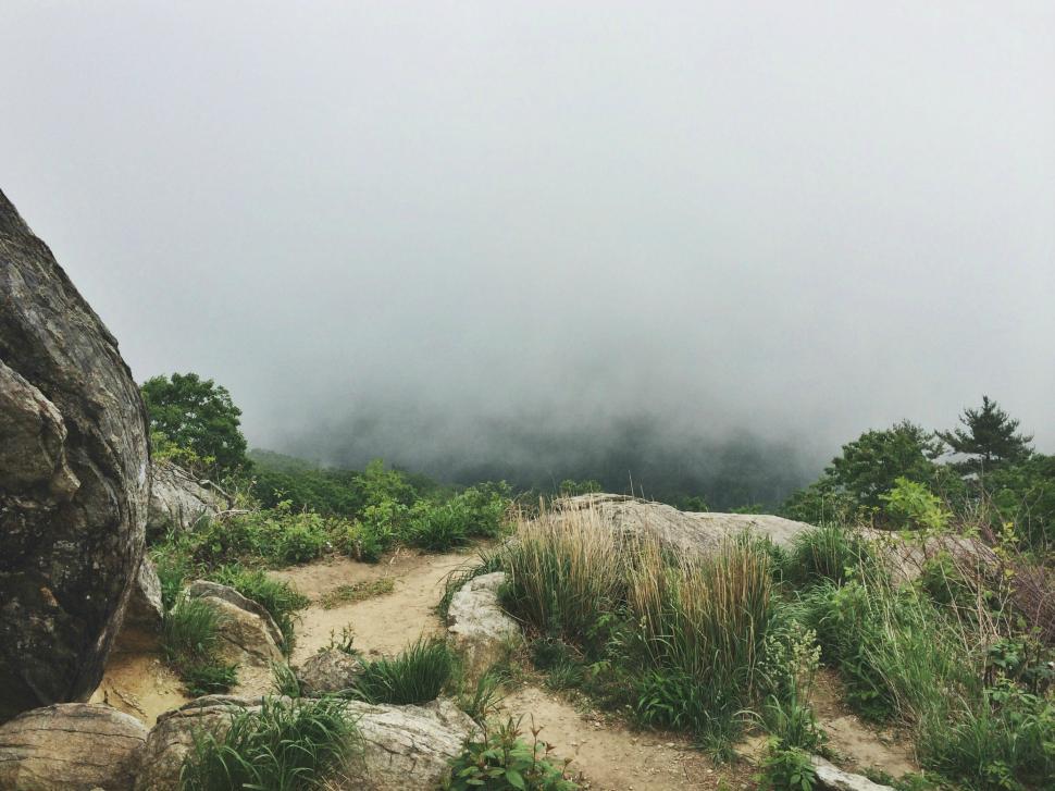 Free Image of Rocky Trail Through Forest 
