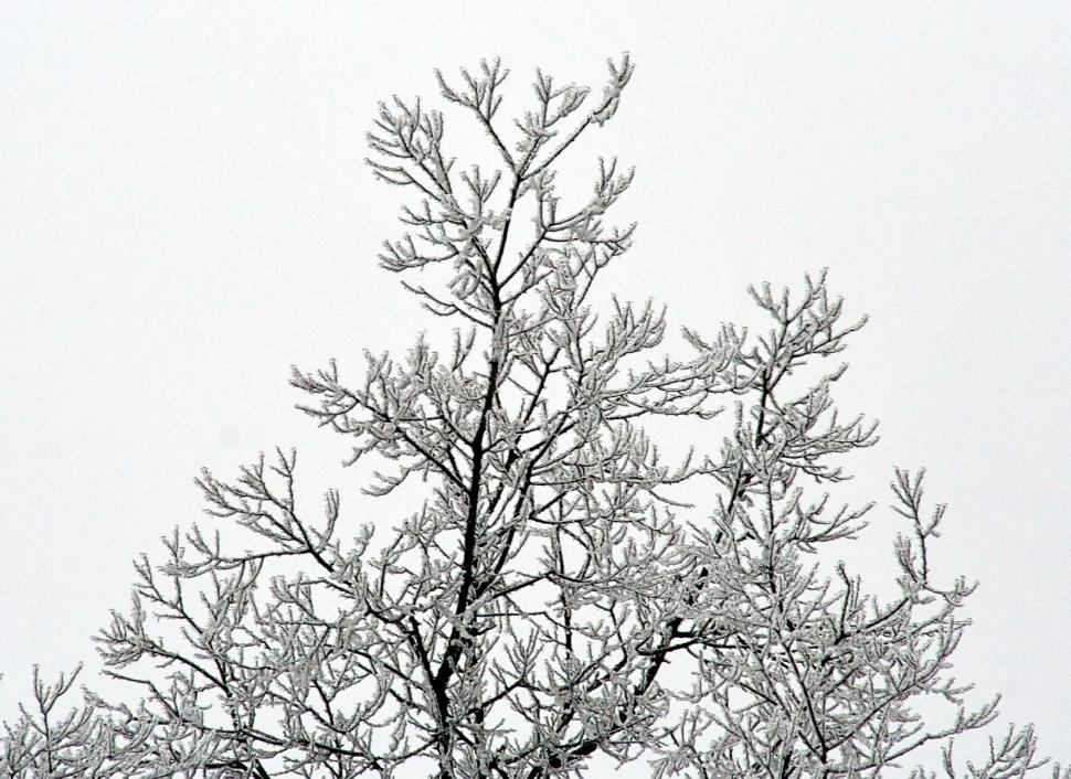 Free Image of Tree branches in ice 