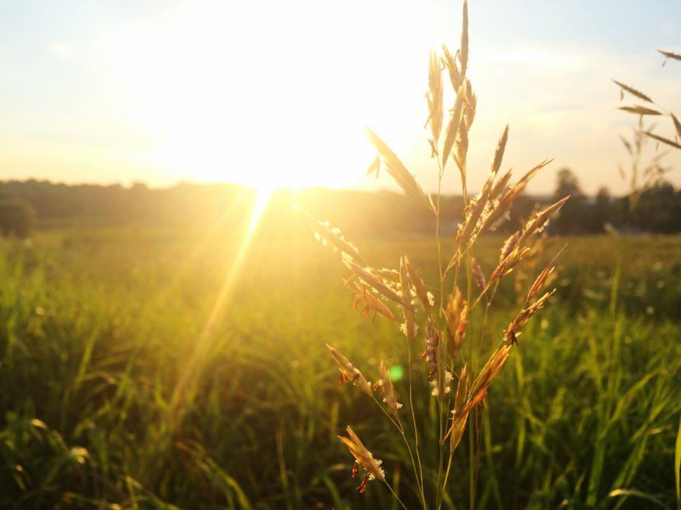 Free Image of Sun Setting Over Grassy Field 