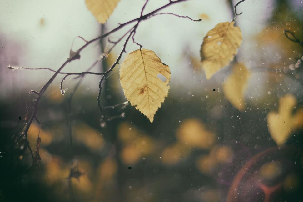 Free Image of Tree Branch With Yellow Leaves 