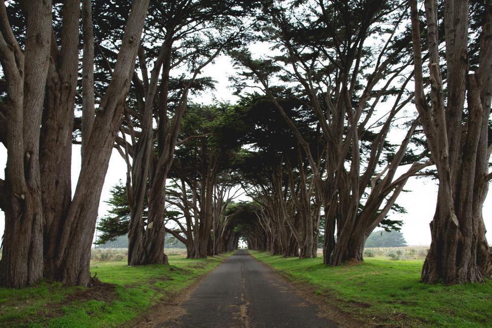 Free Image of Tree-Lined Road in a Rural Setting 