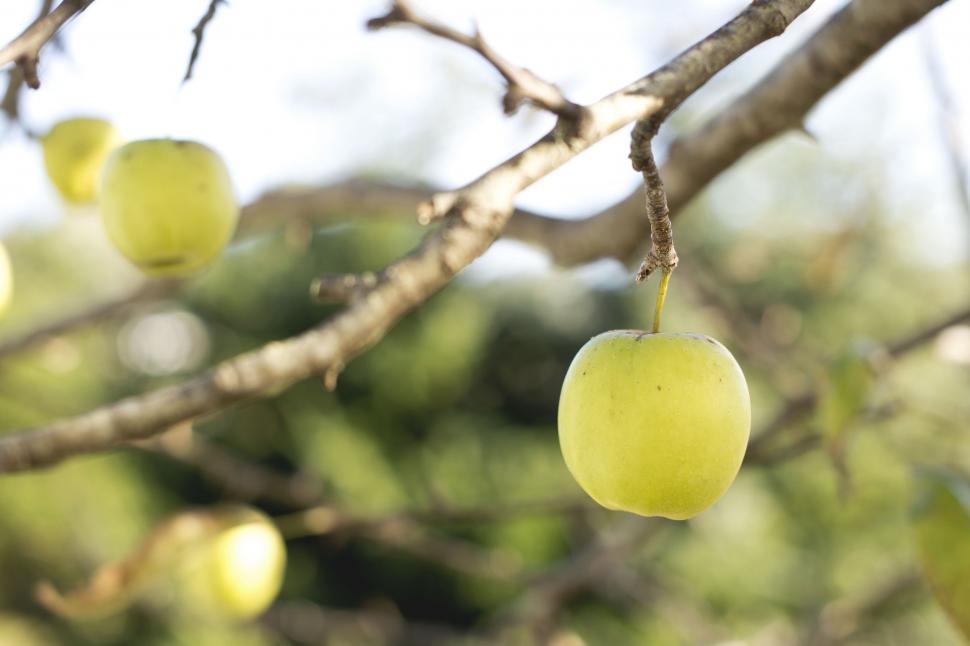Free Image of Green Apples Hanging From Tree 