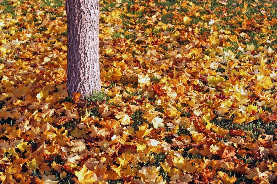 Free Image of Tree Standing Amidst Field of Leaves 