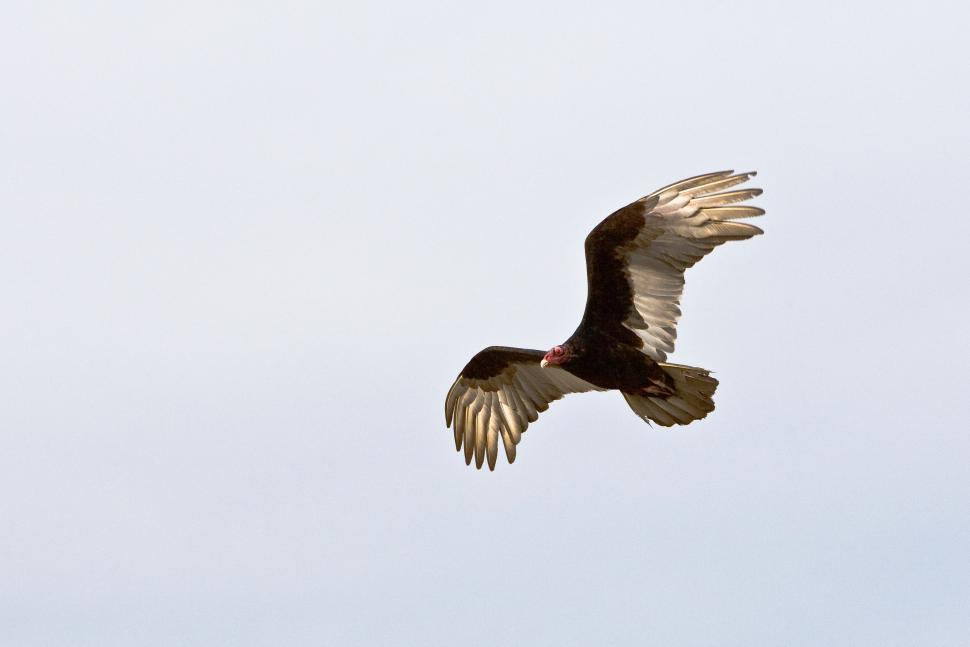 Free Image of Black and White Bird in Flight 