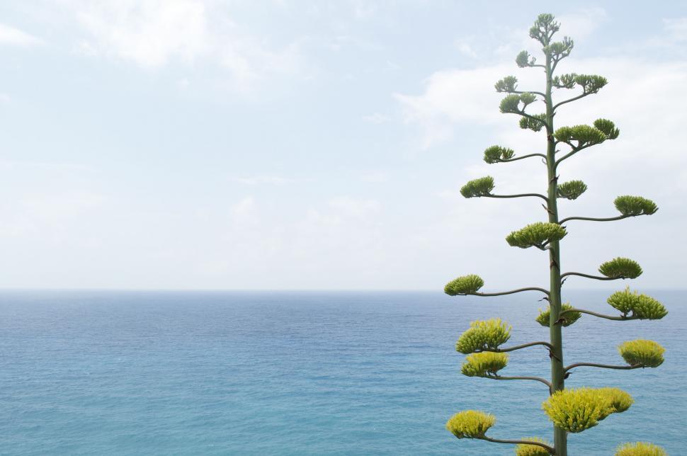 Free Image of Tall Green Plant on Lush Green Field 
