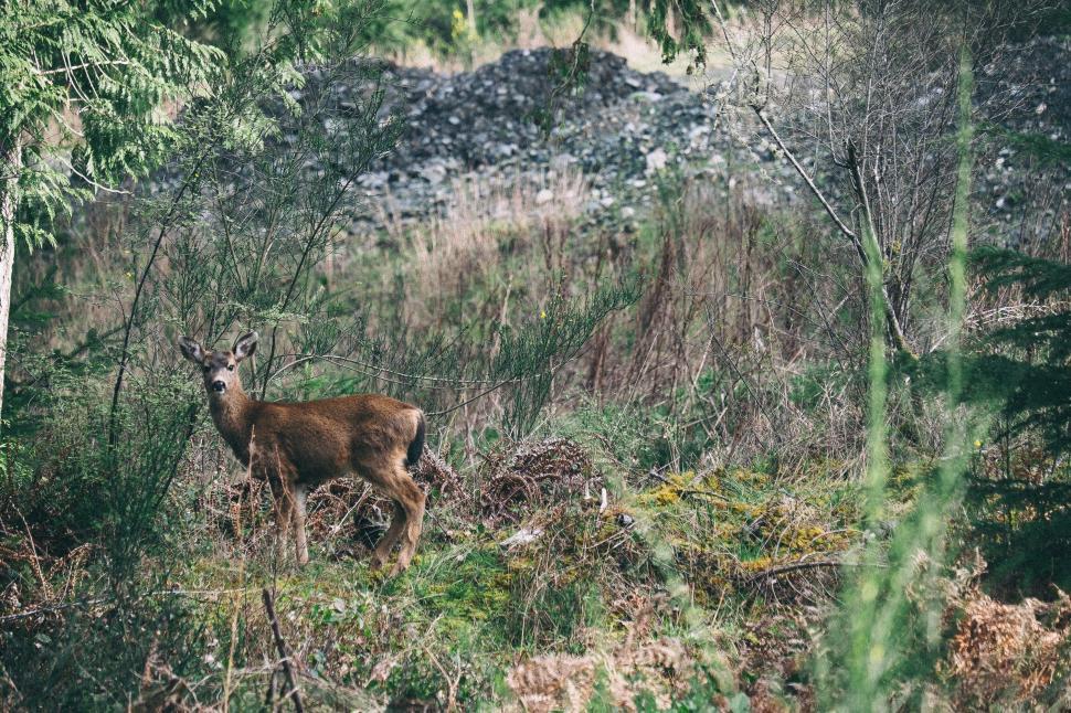 Free Image of Deer Standing in Middle of Forest 