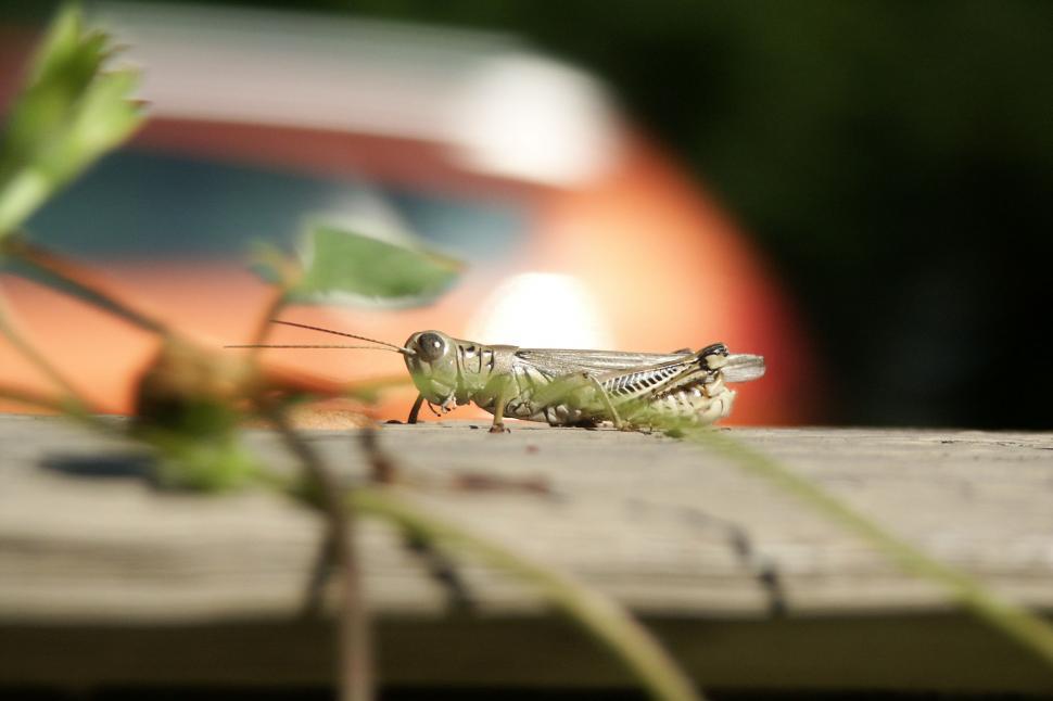 Free Image of Grasshopper 
