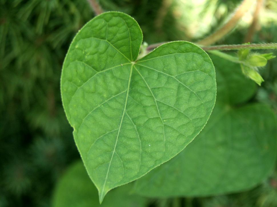 Free Image of Morning Glory leaf 