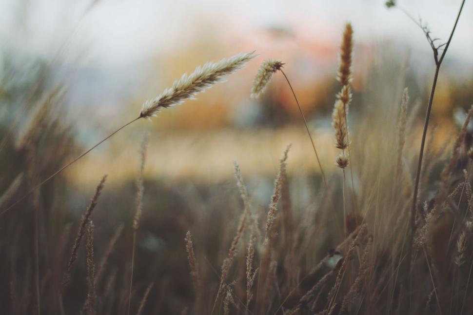 Free Image of Blurry Field With School Bus in Background 