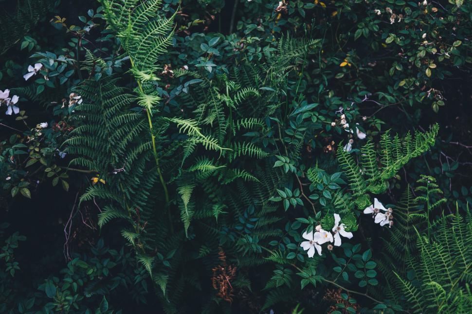 Free Image of Cluster of Various Plants Growing Together 