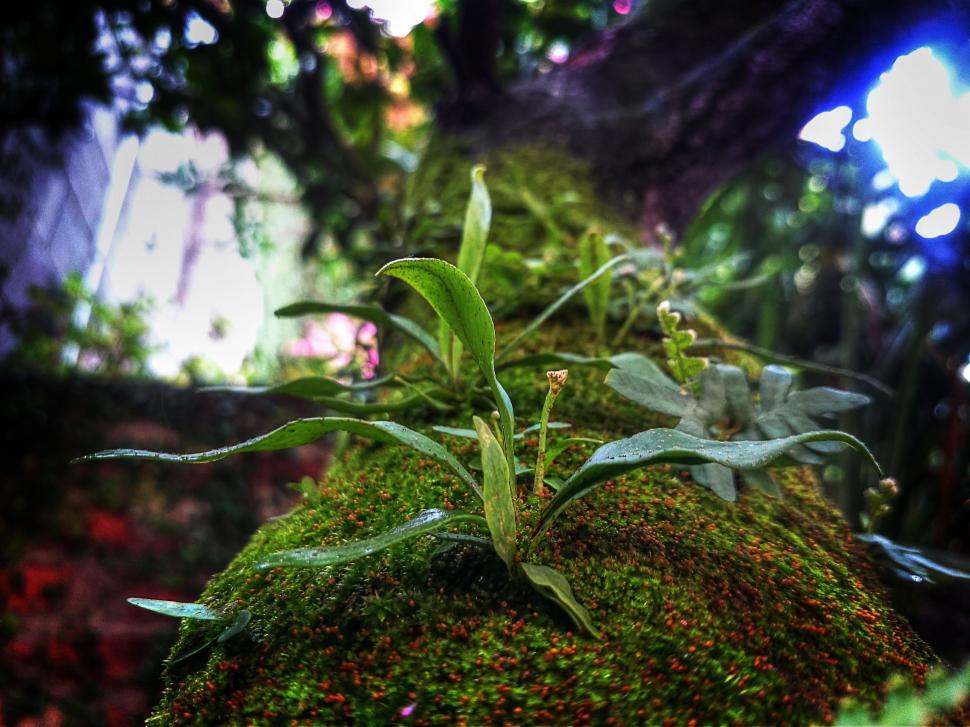 Free Image of Plant Sprouting on Mossy Surface 