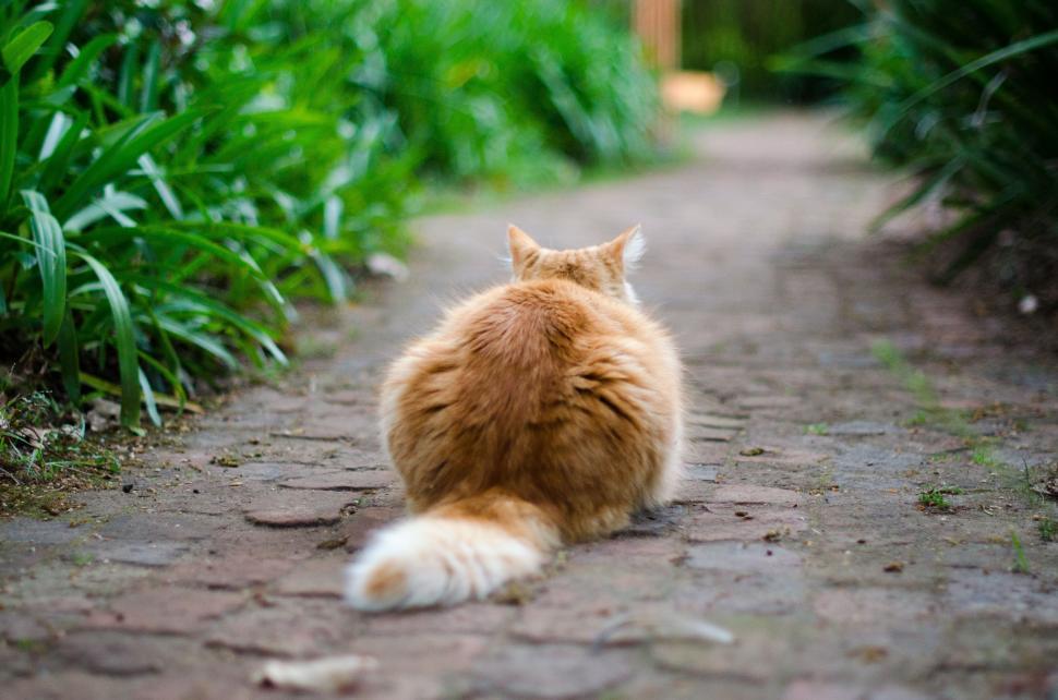 Free Image of Orange and White Cat Sitting on Brick Road 