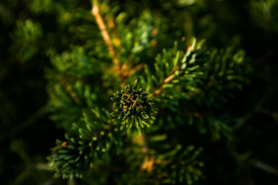 Free Image of Close Up of a Green Tree Branch 