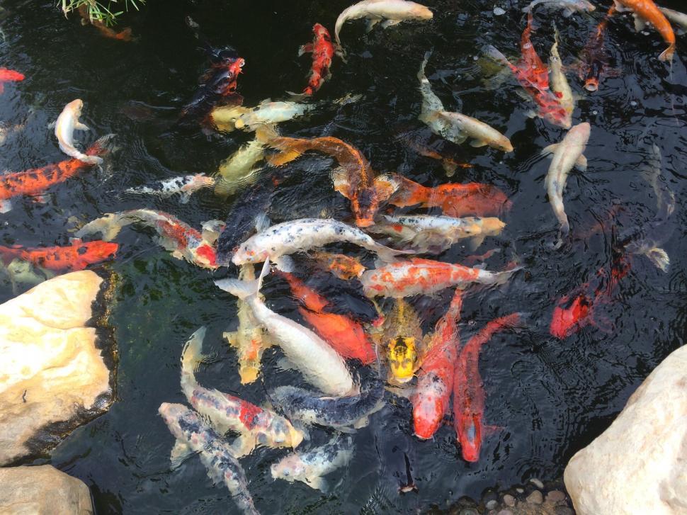 Free Image of Group of Fish Swimming in a Pond 